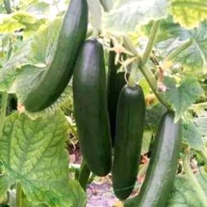 এরাবিয়ান শসা্র বীজ - Image 3