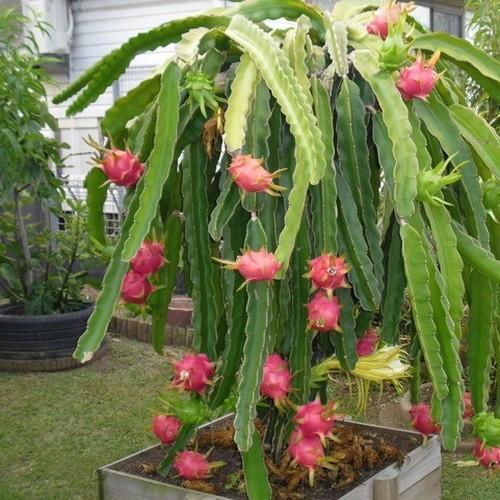 Dragon Seeds- (Red) - Image 2