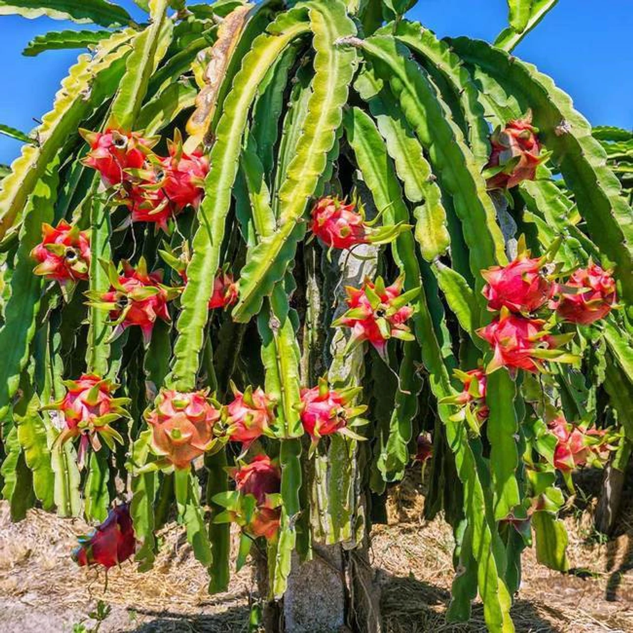 Dragon Seeds- (Red)