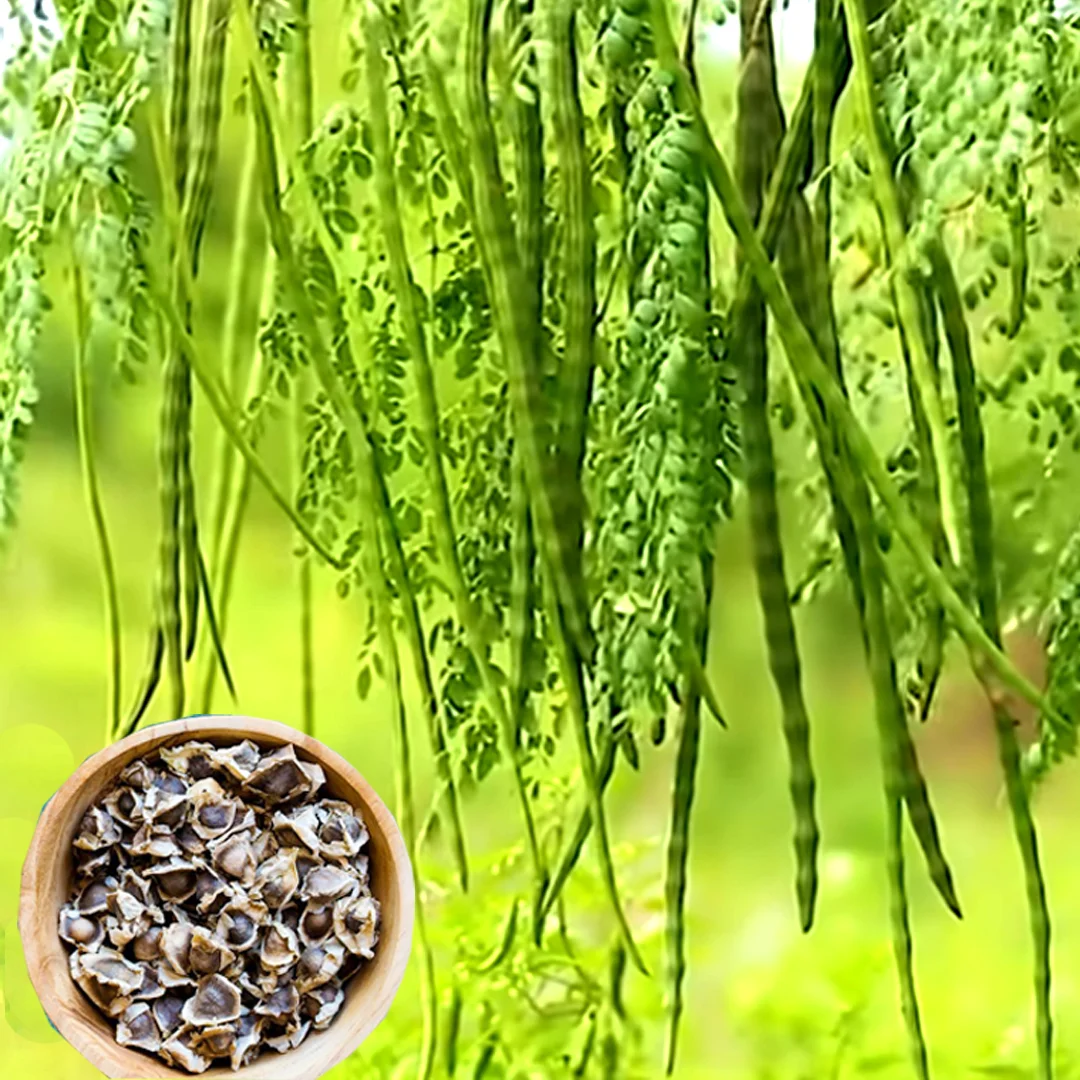 ওডিসি-৩ (ODC-3) জাতের সজনার বীজ