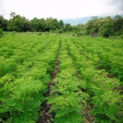 ওডিসি-৩ (ODC-3) জাতের সজনার বীজ - Image 3