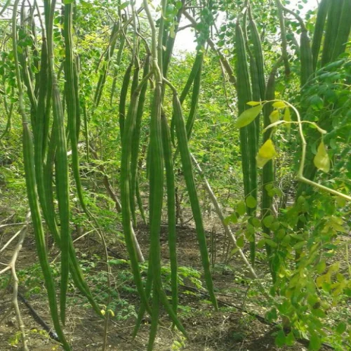 ওডিসি-৩ (ODC-3) জাতের সজনার বীজ - Image 2