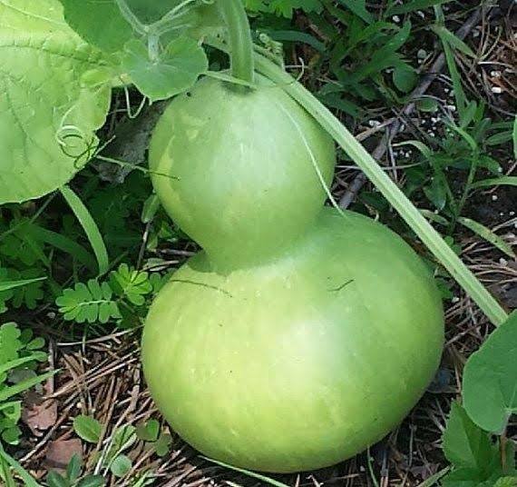 কলসি লাউয়ের বীজ। - Image 2