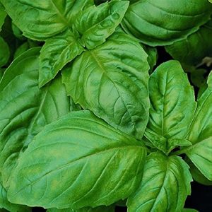 Basil Herb IMP-seeds