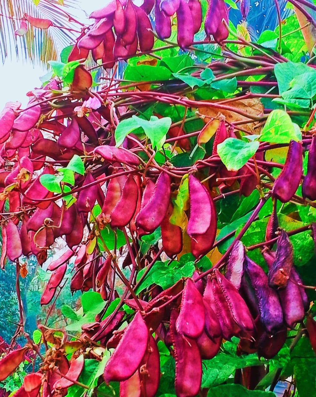 বারোমাসি লাল সীম বীজ - Image 2