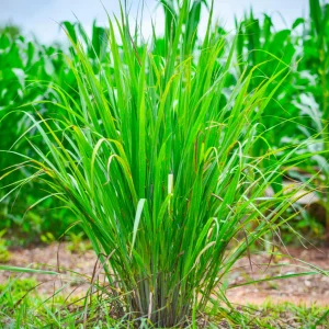 Lemon Grass HLemon Grass Herbs Seederbs Seed