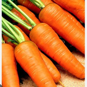 F-1 Hybrid Carrot-seeds(Orange King),F-1 হাইব্রিড গাজর-বীজ (কমলা রাজা),গাজরের বীজ
