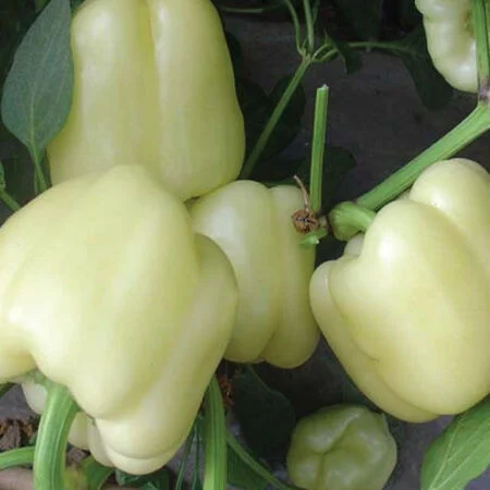 White Capcicum Seeds - Image 2