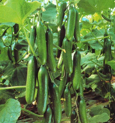 Multiple Fruits Cucumber Seeds - Image 2