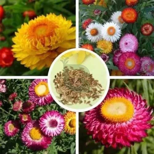 Paper Flowers Plant-seeds - Image 2