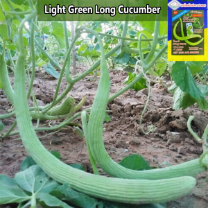 Light Green Long Cucumber
